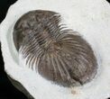 Inch Thysanopeltis Trilobite #4911-4